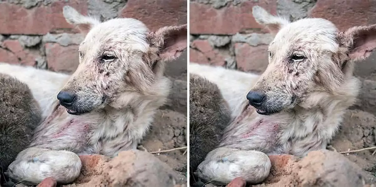 Abandoned with severe dermatitis, the dog is now thriving under the care of a rescue team