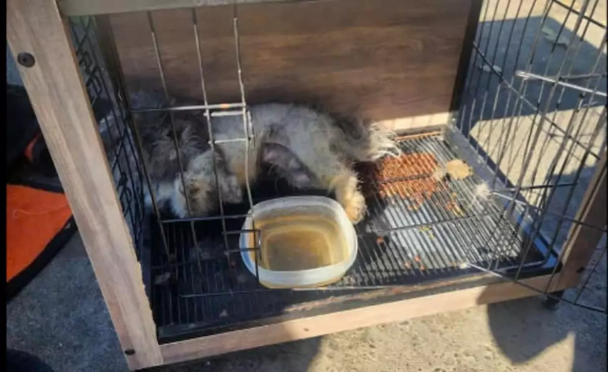 UPDATE: Small dog left near dumpsters in crate, near death, makes a miraculous recovery