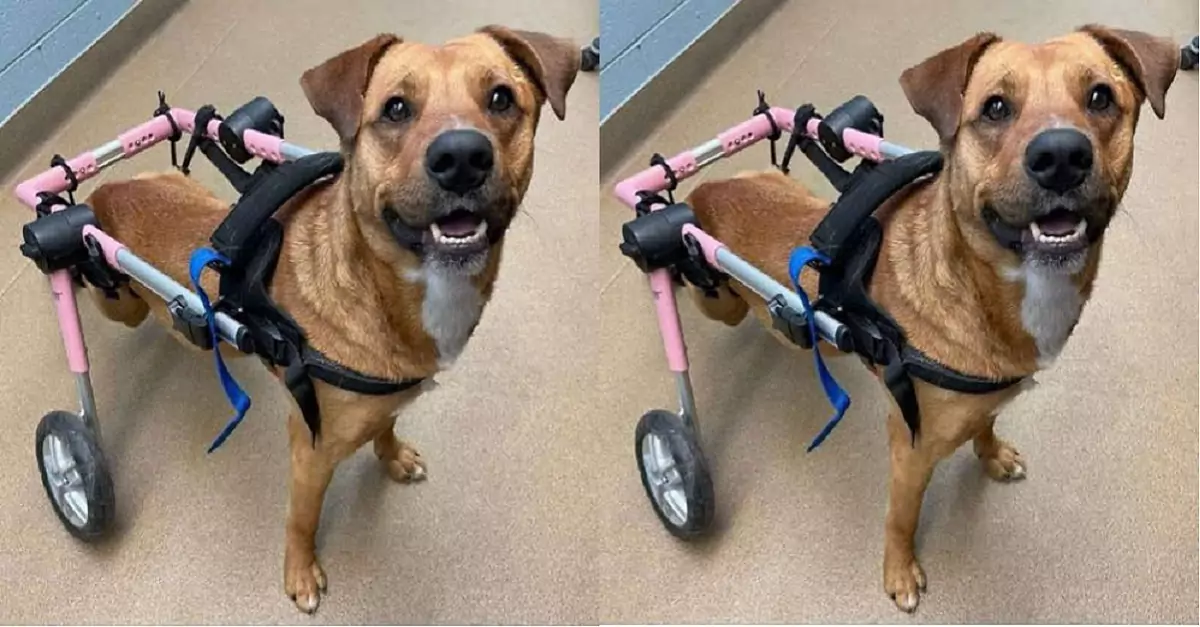 I am a disabled dog, do you look down on me?