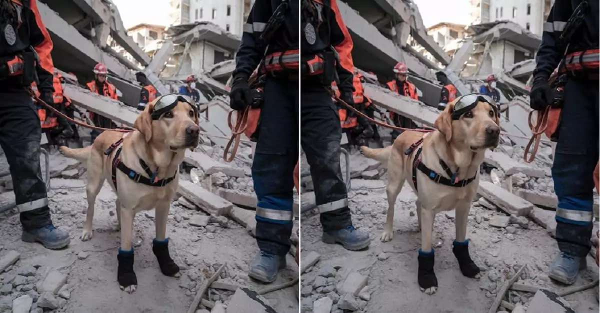 The dog, once rescued by the fire brigade, has now become their loyal companion on every journey