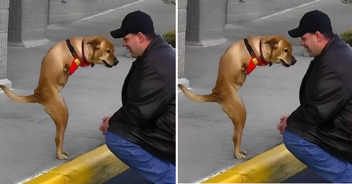 The man found comfort in the three-legged dog and decided to give it a forever home