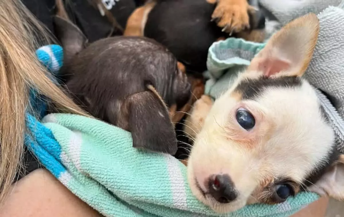 Animal control rescues 130 chihuahuas found living in an abandoned house in Jacksonville