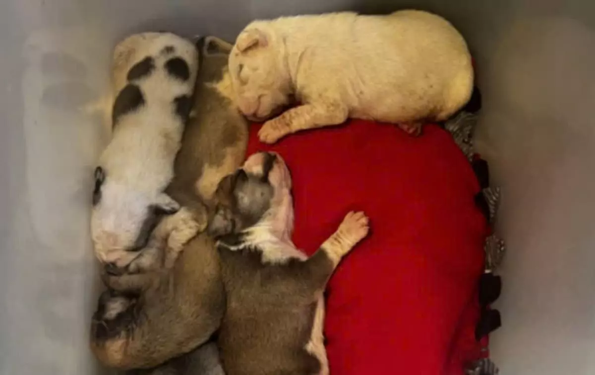 Seven puppies, just shy of two weeks old, were found abandoned in a cardboard chip box and are now receiving neonatal care