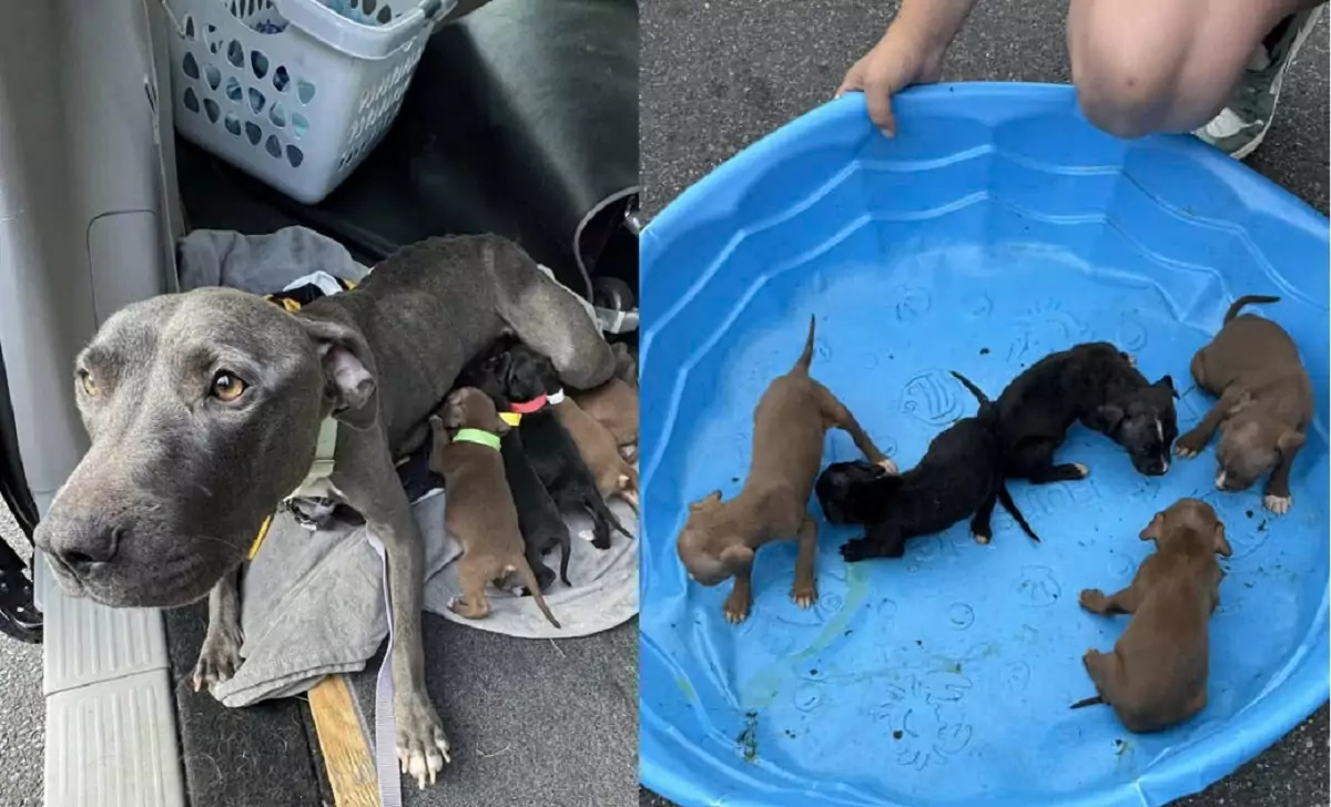 There wasn’t a dry eye as the abandoned mother dog was reunited with her puppies