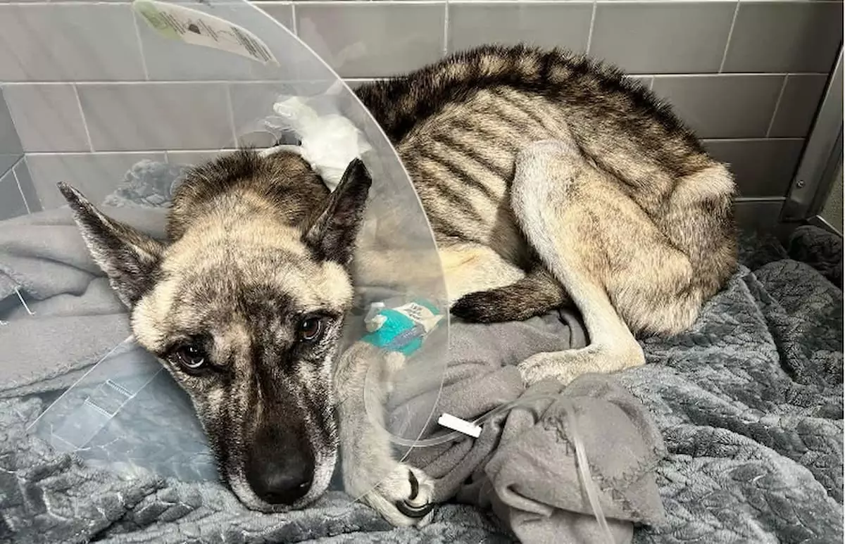 A German Shepherd, weighing just 18 pounds, was surrendered to a Las Vegas shelter and is now on the road to recovery