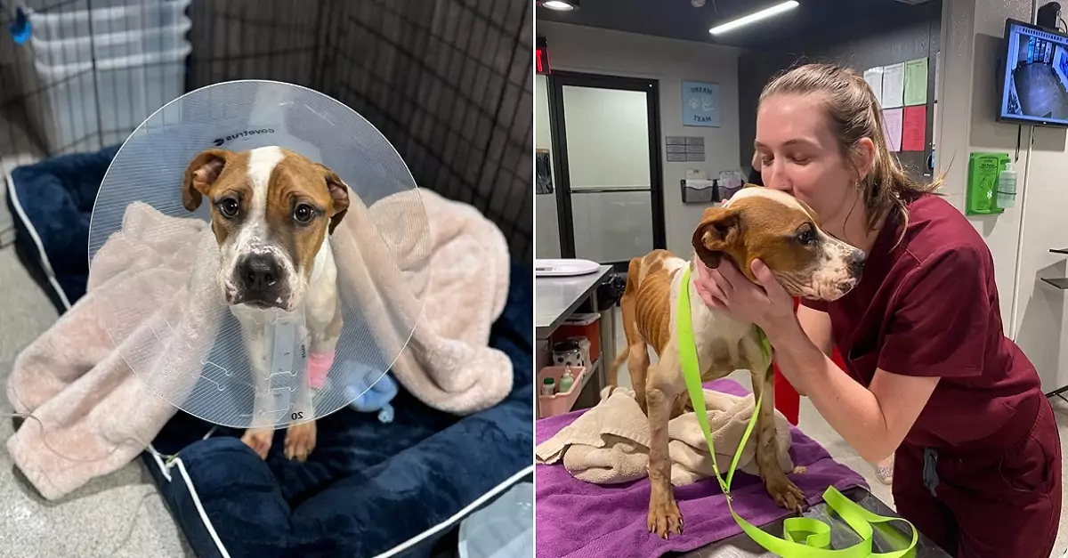 The abandoned puppy, freed from a wire crate, wags his tail nonstop during his recovery at a Tampa shelter