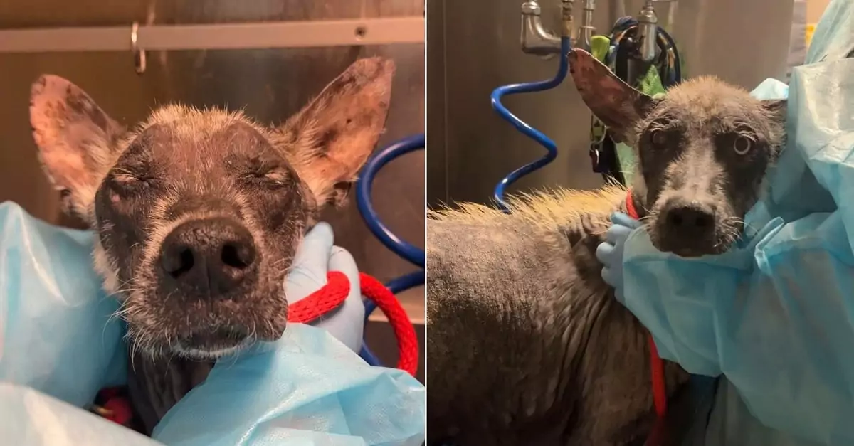 An abandoned dog, with no fur and stone-like skin, is now melting hearts