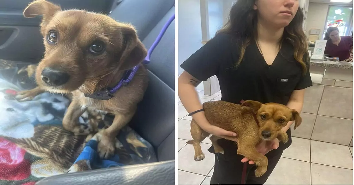 Hearts were shattered as a terrified stray puppy with a broken paw sought refuge in a truck parking lot