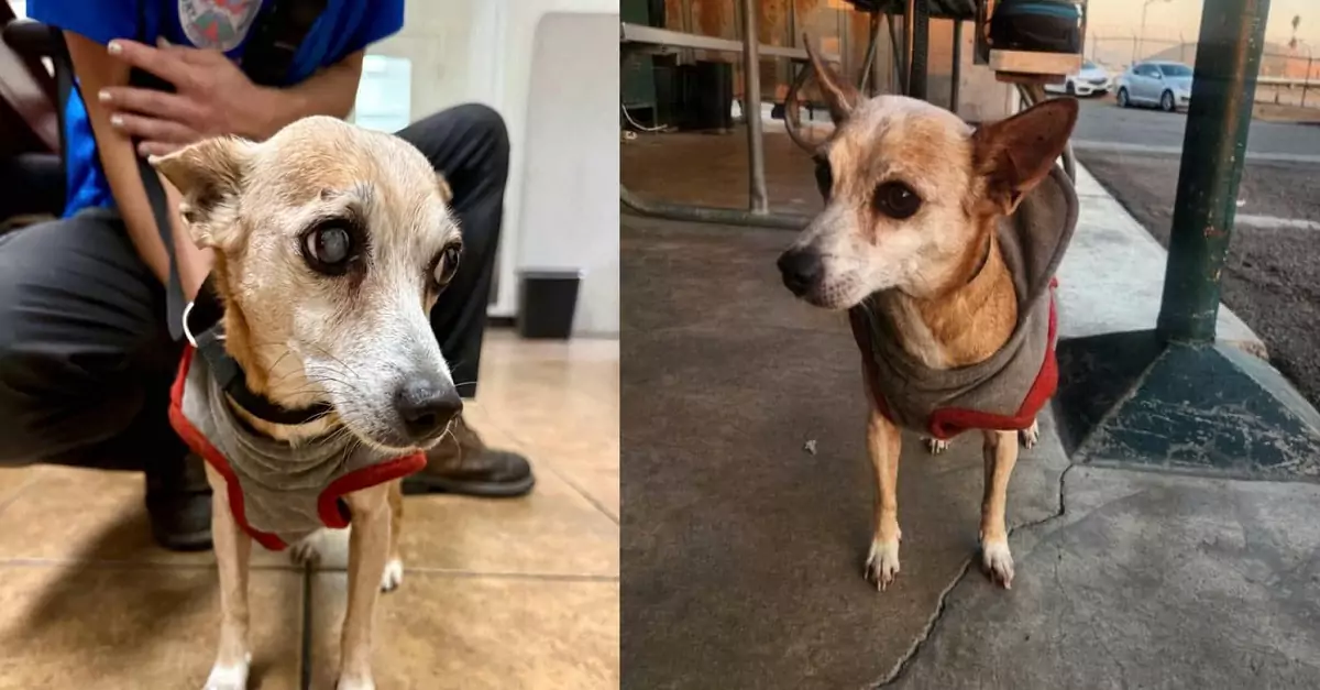 Devastating: Dog discovered in a grey and white sweater is running out of time at an overcrowded shelter