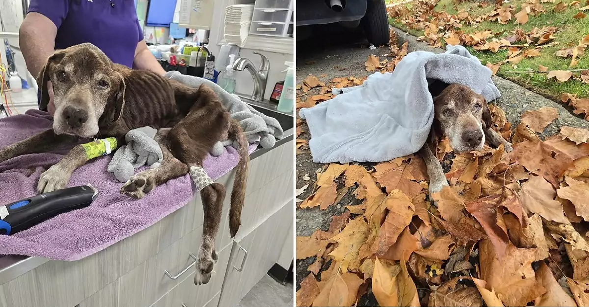 Devastating: Senior dog rushed to emergency vet after being found abandoned on the curb for days