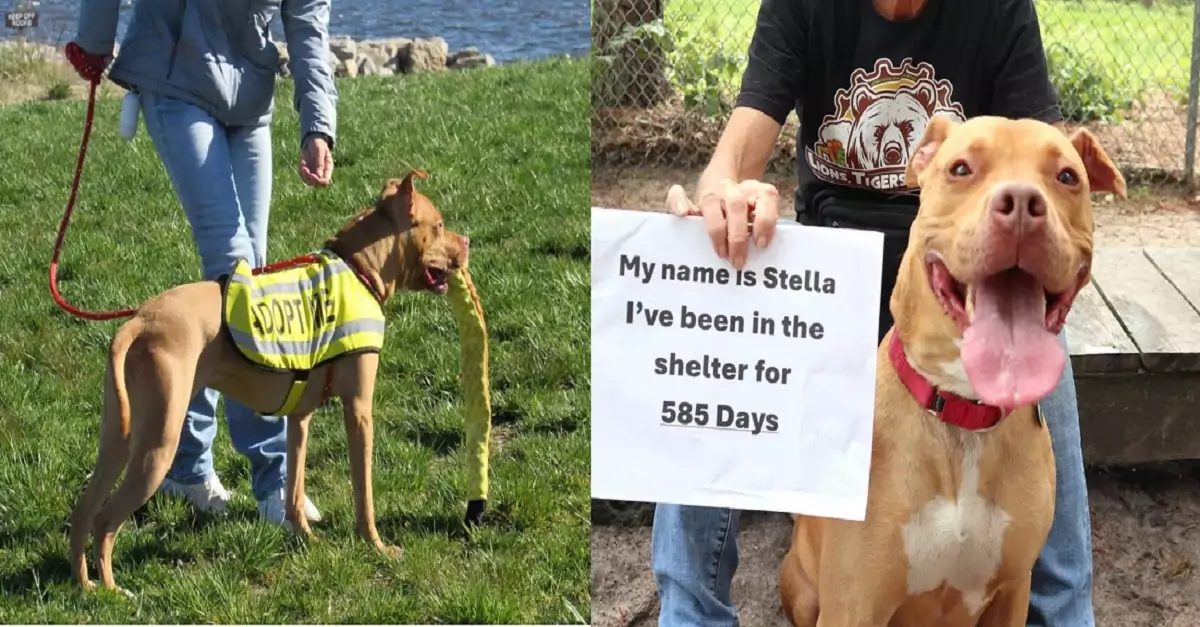 A dog, at the shelter for nearly two years, was adopted and returned twice in just days, through no fault of her own