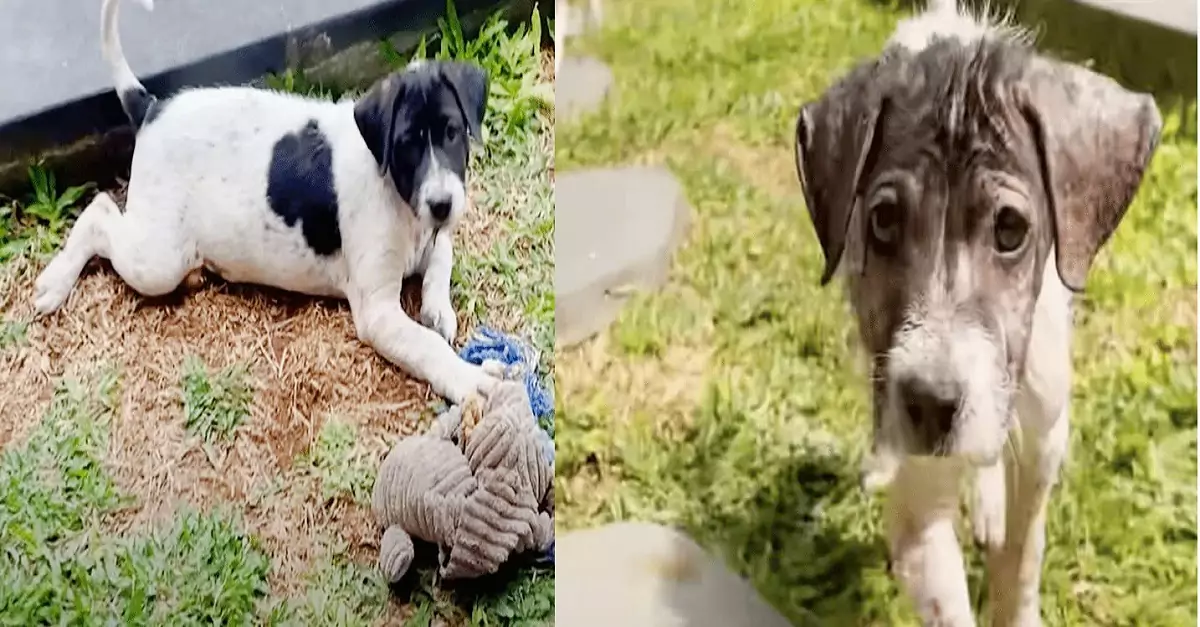 The puppy lets out a cry of relief as the woman lifts him up and cuddles him close