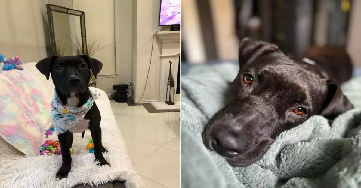 The World’s Loneliest Foster Dog Faces Heartbreak for the Eighth Time