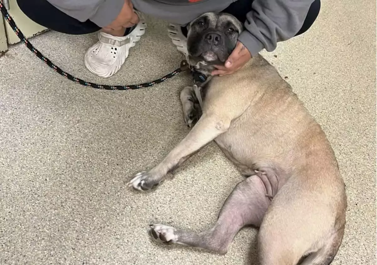 The dog sits on the sidewalk, tears streaming down her face as her family drives away for good