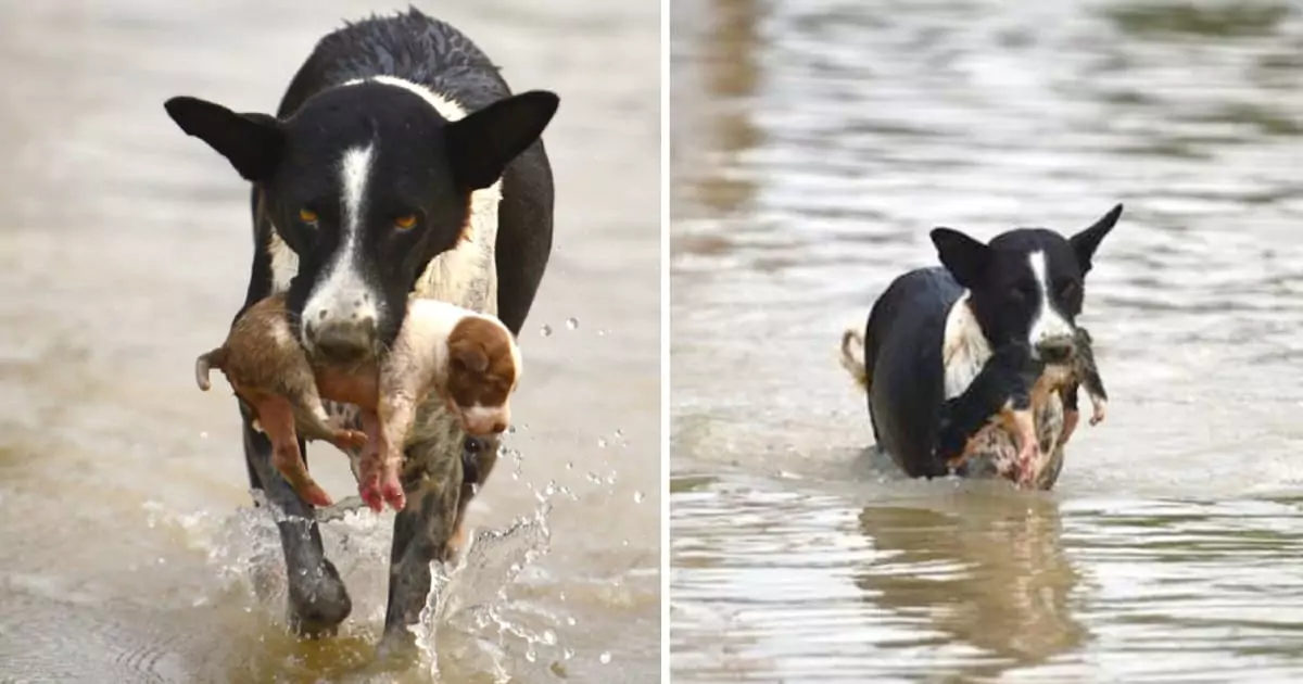 A paralyzed dog, rescued from the river just in time, recovered amazingly thanks to its owner’s love and care