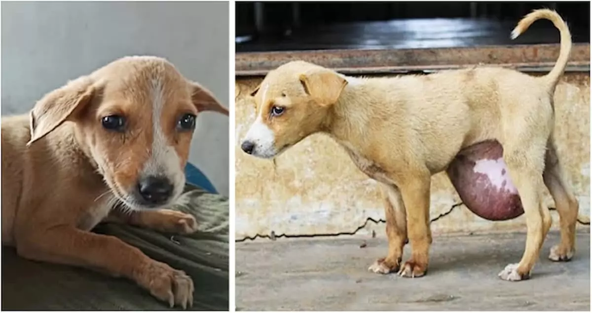 The adorable puppy on the street was found with a huge hernia in its belly