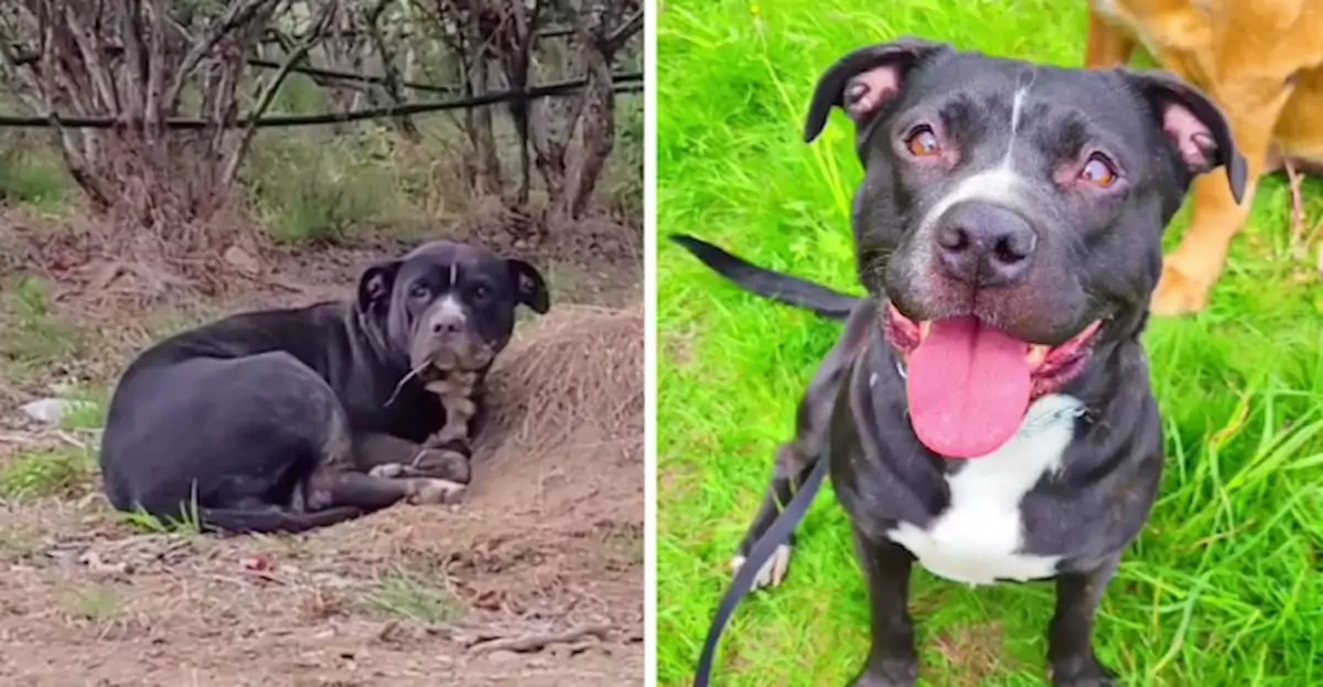 The woman rescued a dog with a broken leg on the street, and it changed her life forever