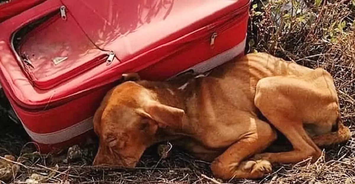 The puppy was abandoned in the middle of nowhere inside a suitcase, yet it never stopped fighting