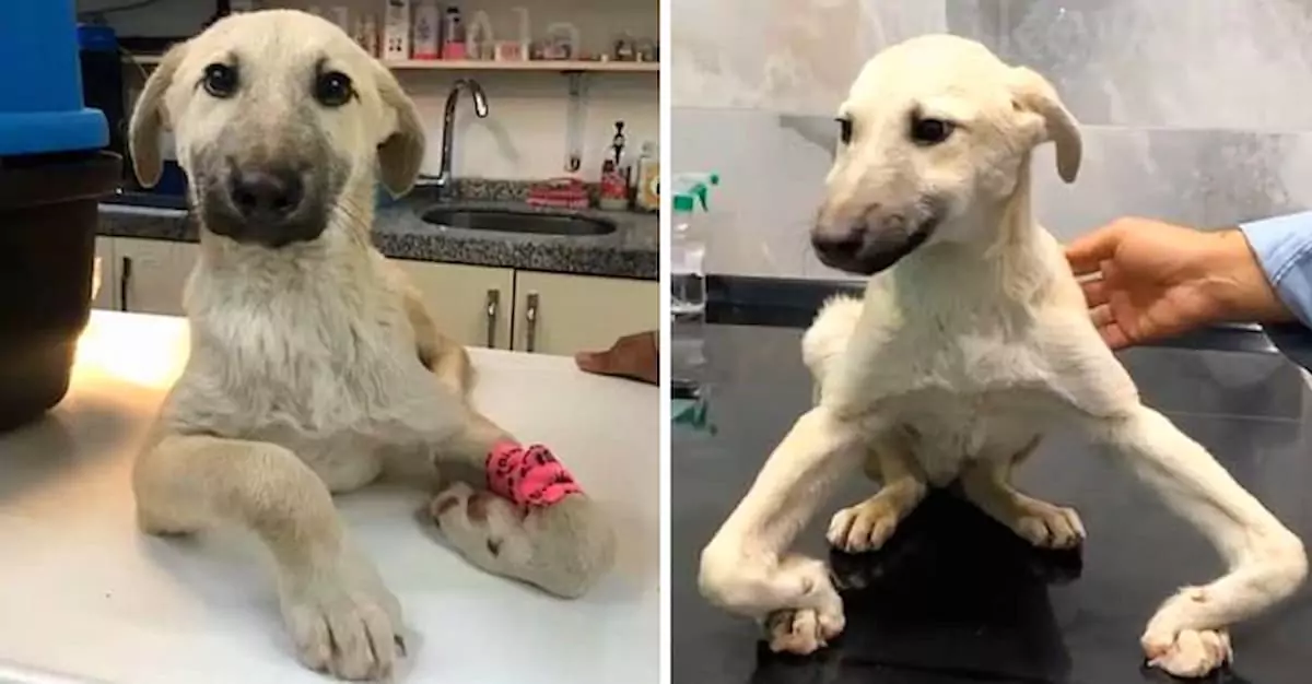 Save the poor dog wandering the streets with strange legs, desperately waiting for help