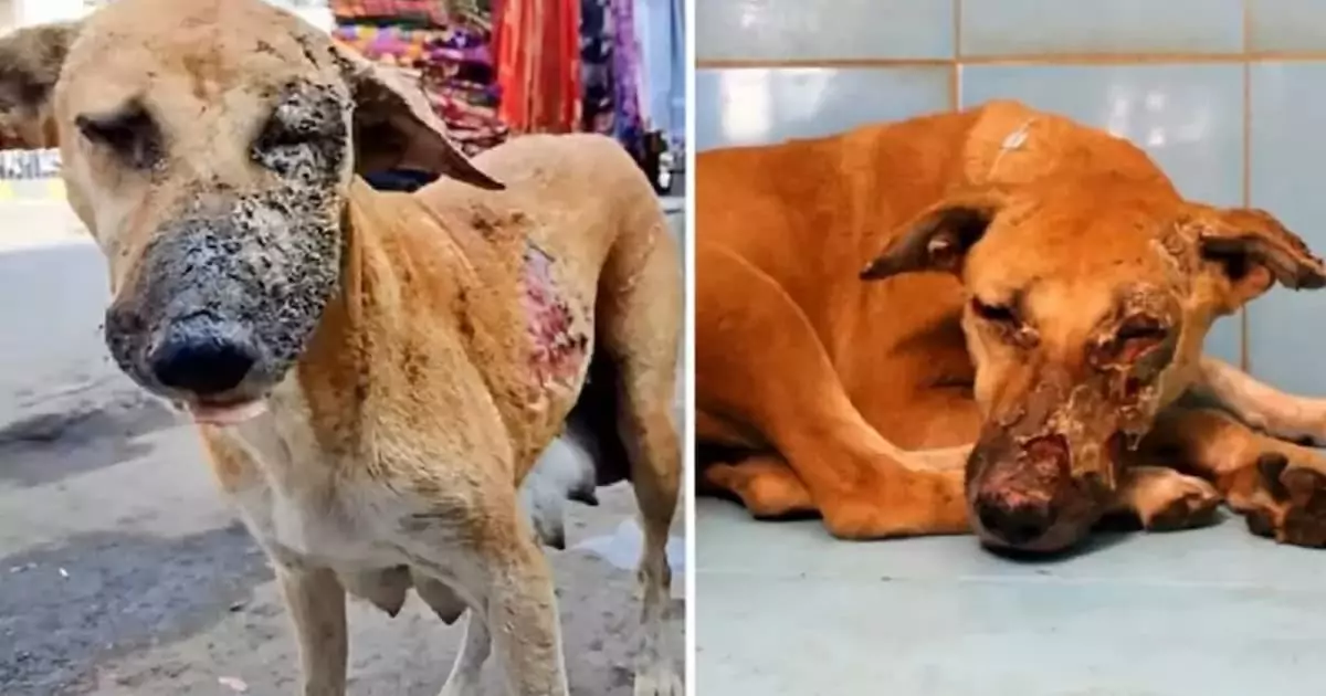 The inspiring journey of a brave mother dog who survived a fire and recovered highlighted the incredible strength of resilience