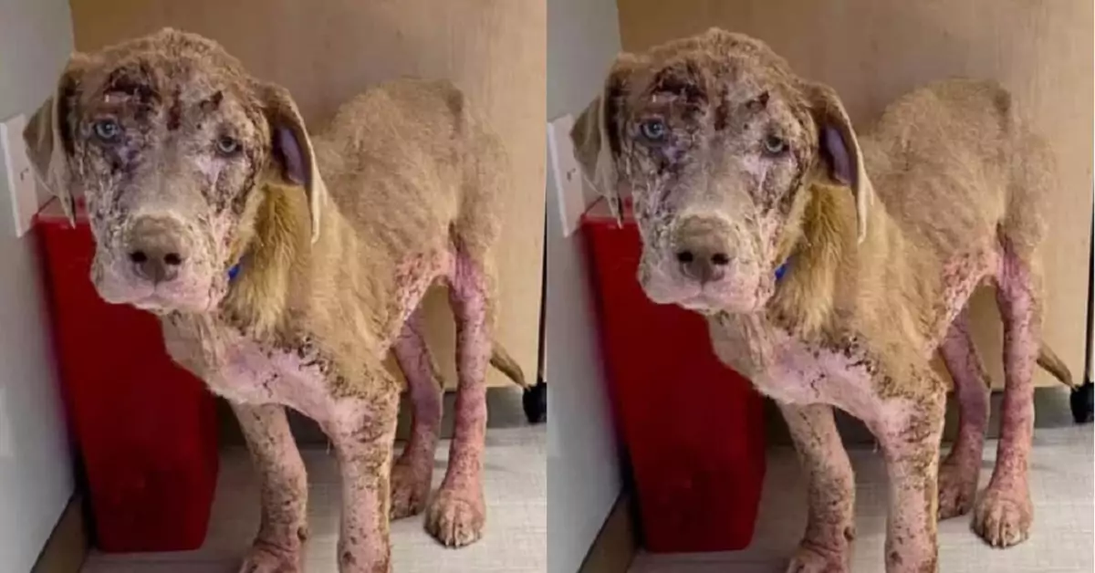 I was once a happy dog with a shiny coat, but now mange has made me ugly, and people avoid me