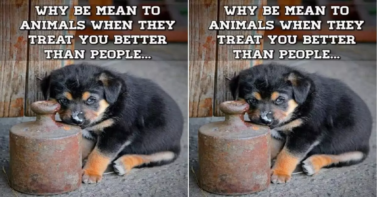 Why Be Mean to Animals When They Treat You Better Than People?