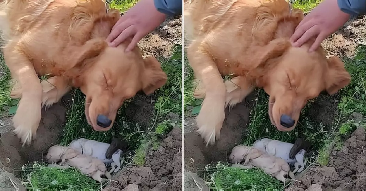 A grieving mother dog refuses to leave her deceased puppies, digging at their grave in a heartbreaking act of love