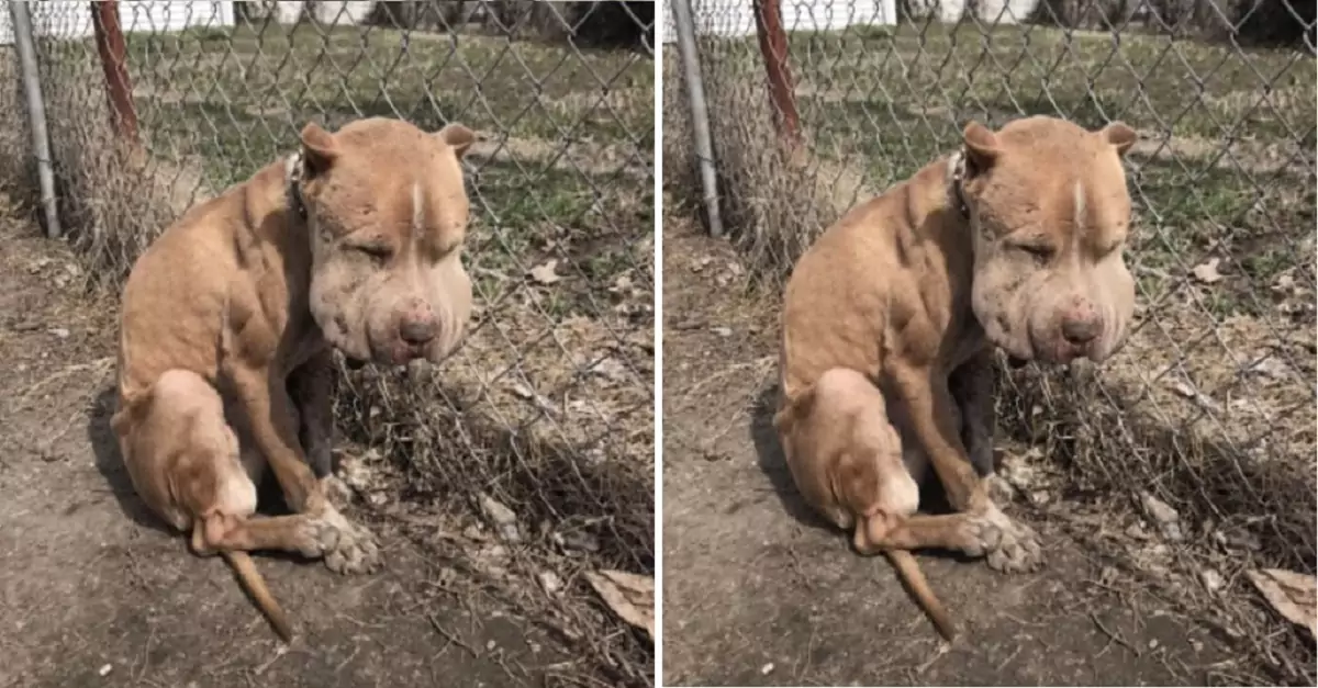 This dog walked for hours to beg for help, and luck finally came to it