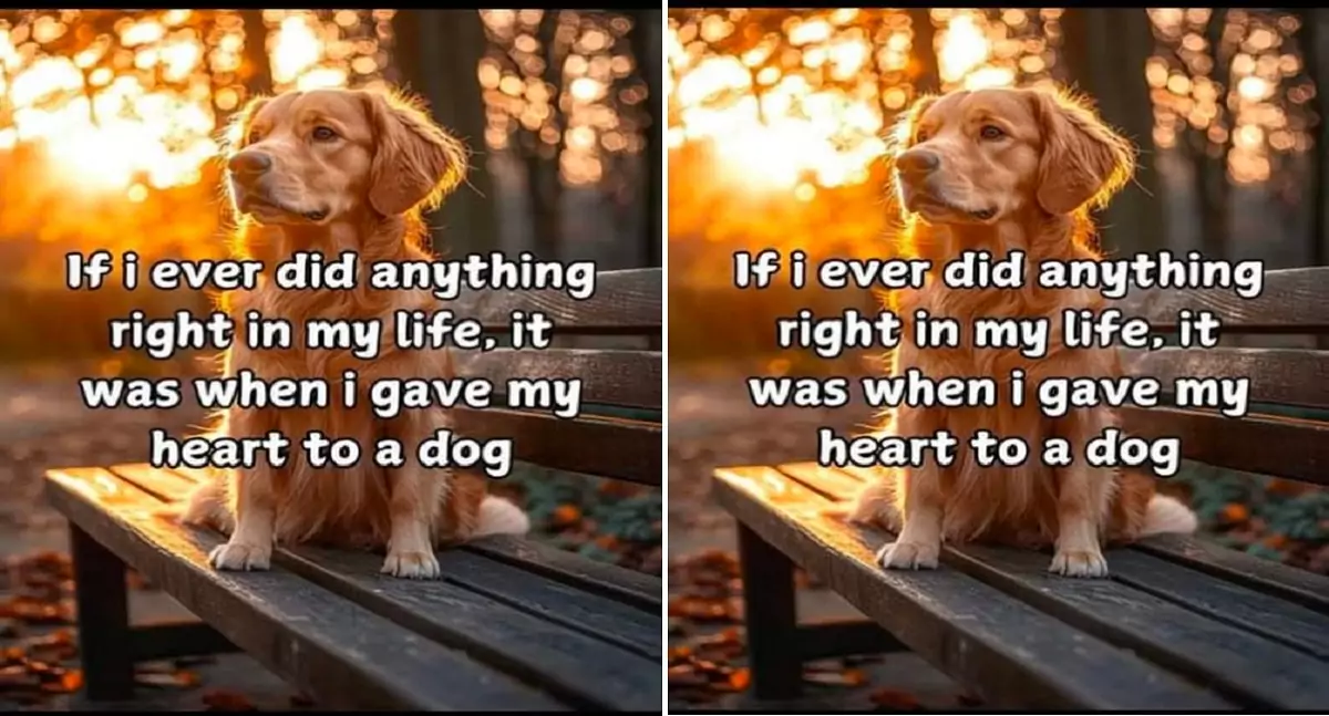 If i ever did anything right in my life, it was when i gave my heart to a dog