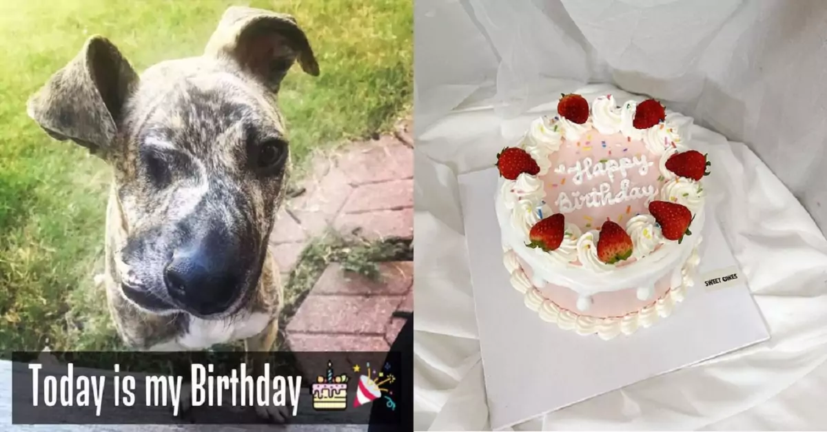 Would an ugly dog like me receive birthday wishes from you all?