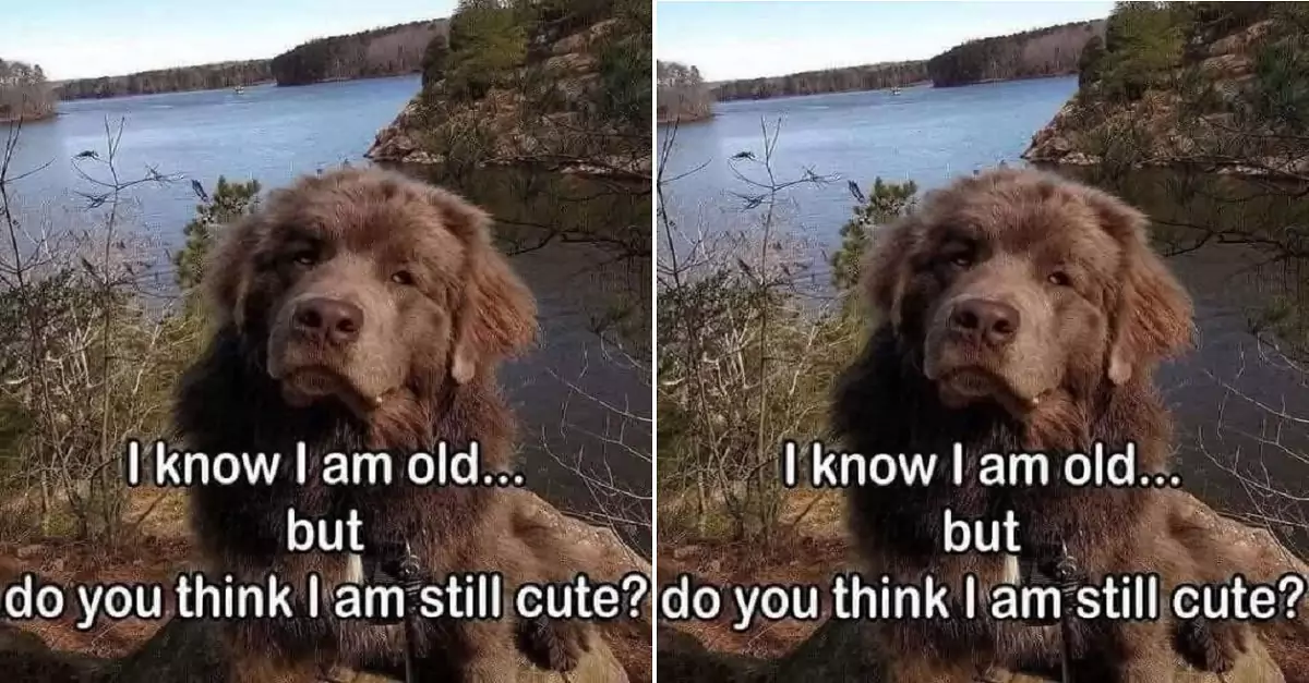 I Know I Am Old, Do You Think I Am Still Cute?