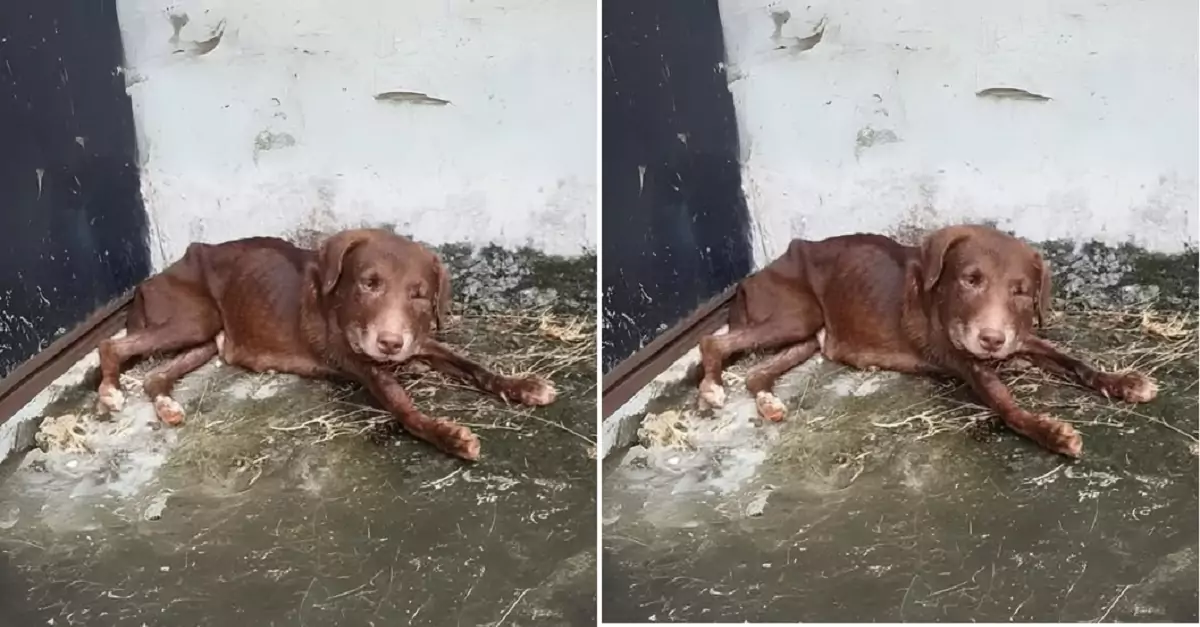 The dog, exhausted and lying against the corner of the wall, is desperately seeking help from passersby.