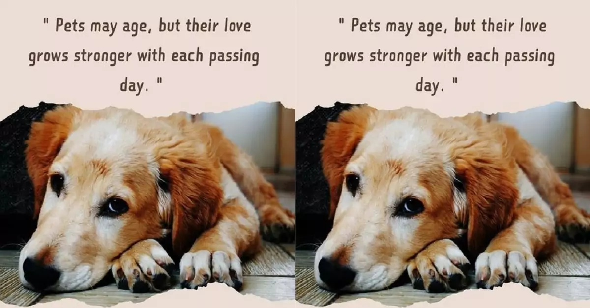 Pets may age, but their love grow stronger with each passing day