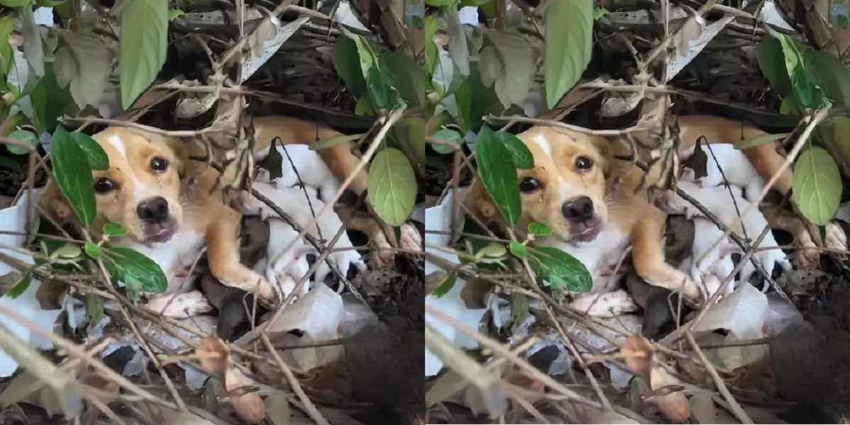 The stray dog, trapped in the forest and starving, was rescued with the help of a rescue team