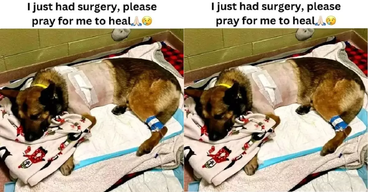 Rescued from severe skin burns, the dog is now recovering well