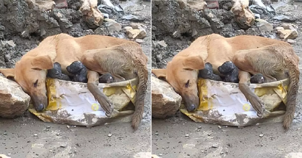 A mother dog and her litter of puppies, abandoned in a garbage dump, are waiting for kindness from passersby