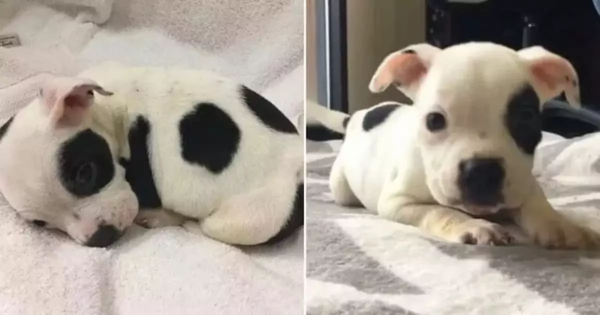 Precious Paralyzed Puppy Dreams of Finding a Forever Home