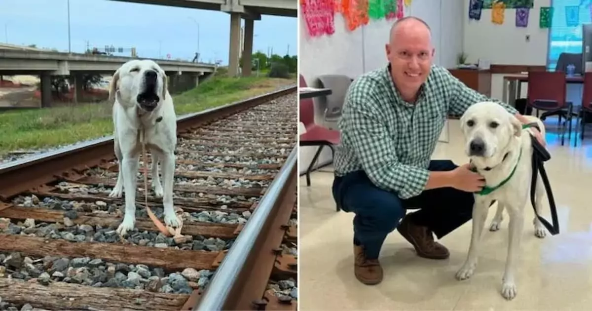 Compassionate Policeman Saves Abandoned Labrador from Railway Tracks