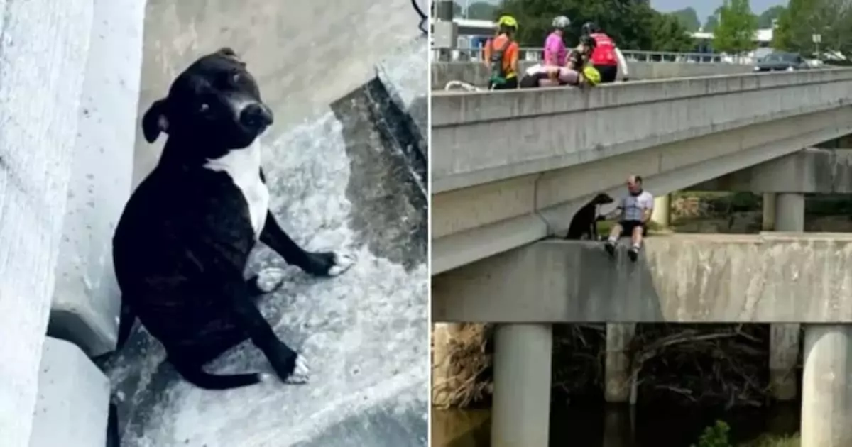 Cyclists Take Bold Action to Rescue Pitbull Trapped on Bridge