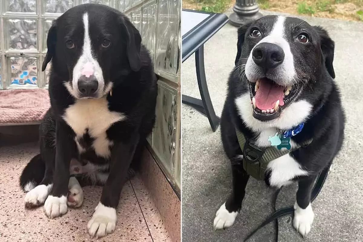 The family returned the ‘suffering’ dog to the shelter after 8 years