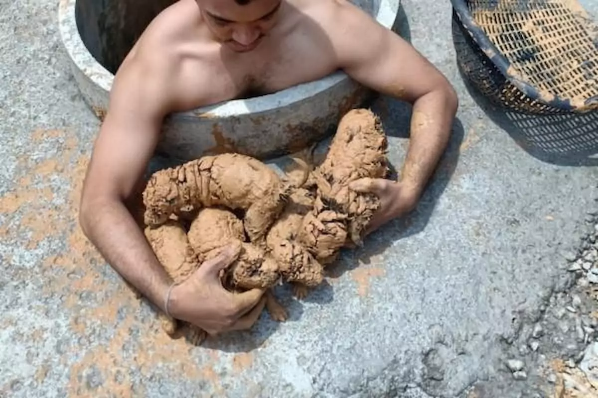 Man Finds 5 ‘Mud Balls’ in a Well, Only to Discover They Are the Fluffiest Puppies