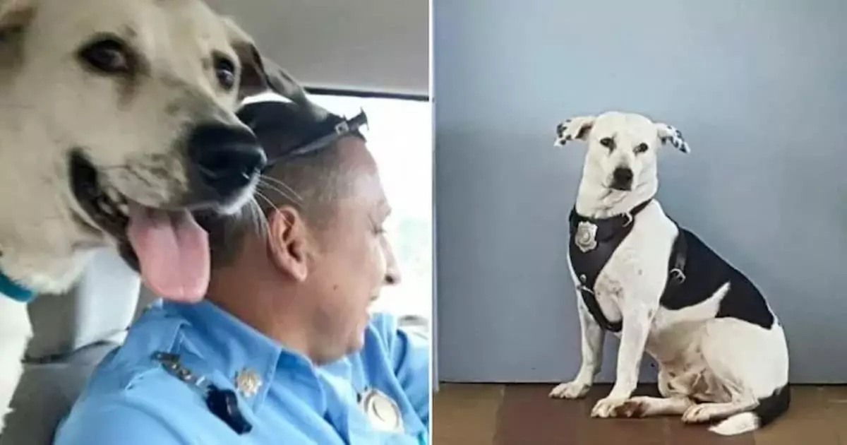 Dog, Previously Abused, Finds a New Beginning as a Cherished Police Station Mascot and Officer