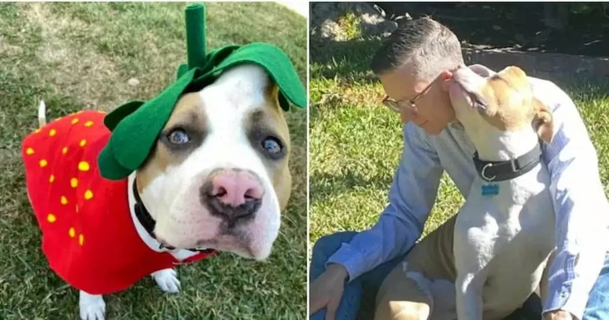 Puppy with a Distinctive Head Lump Is Adopted by a Loving Family and Given a Cute Nickname