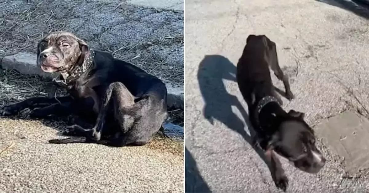 A Neglected, Starving Puppy Left Alone on the Curb Hopes for a Kind Soul to Save It