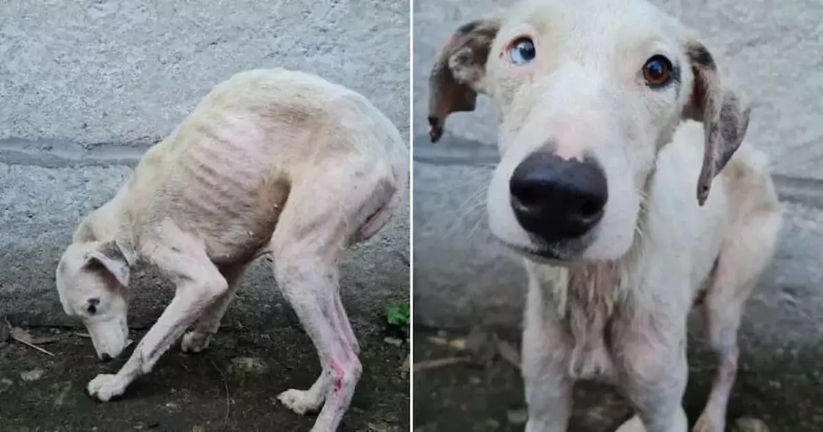 See the Amazing Transformation of a Hairless Dog into a Fluffy Ball of Fur