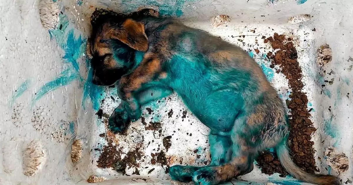 Thrown Away and Rescued: The Heartfelt Journey of a Sick Puppy’s Survival