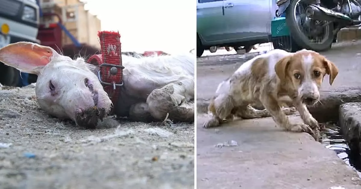 The abandoned dog is struggling to survive, and how can we possibly ignore it in such a situation?