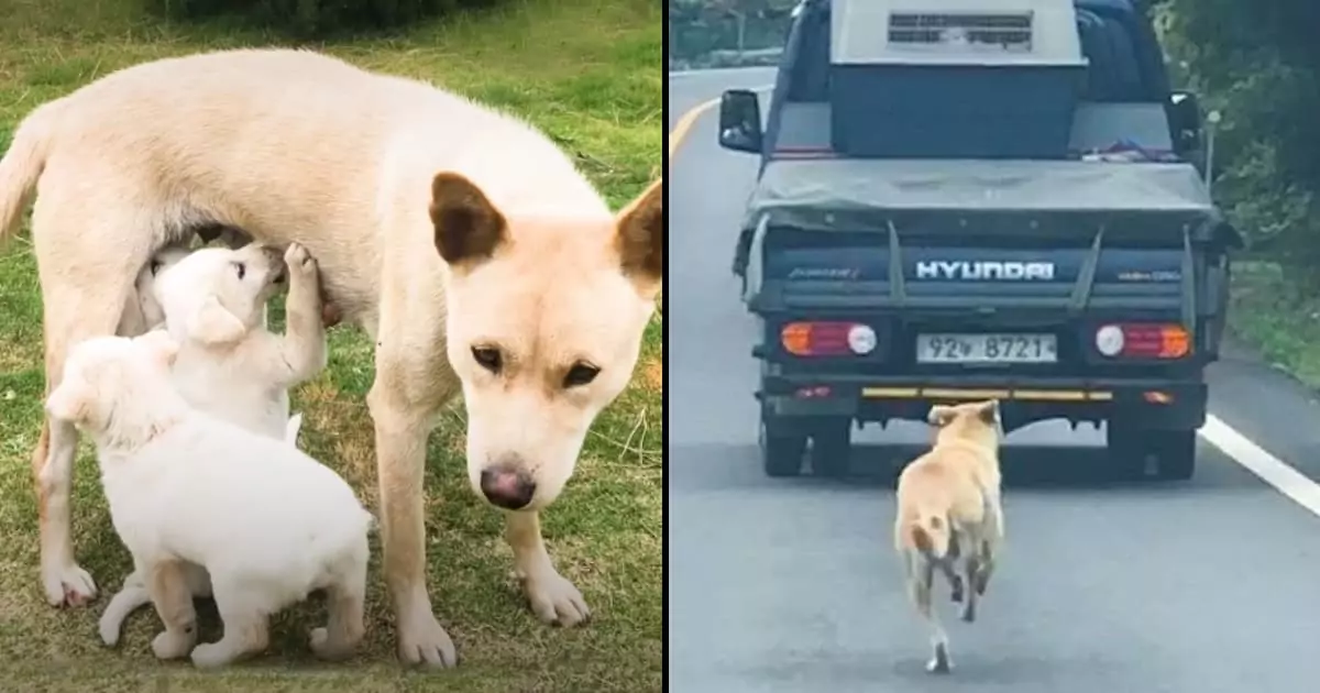 A mother dog’s unwavering love was fully displayed as she ran after the truck carrying her rescued puppies, a heartwarming moment that touched the hearts of 26 million viewers