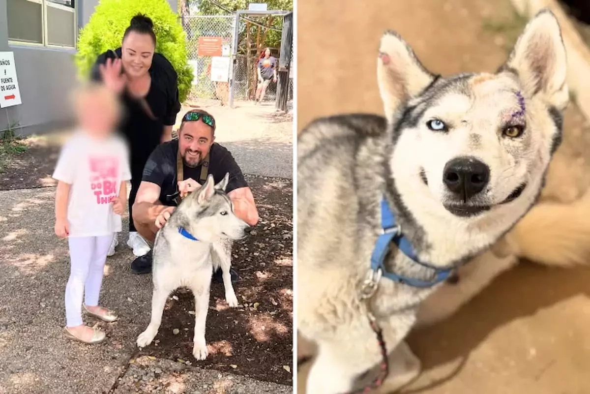 Shelter Husky Overcomes Life-Threatening Injury and Finds a Loving Forever Home