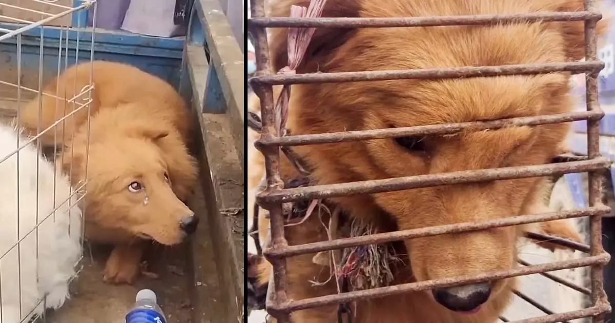 The dog’s sad eyes lingered on the cage, softly whimpering, revealing the deep scars of its painful past